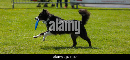 Border-Collie Hund Palying mit Frisbeespielen im Park im Freien auf dem grünen Rasen. Stockfoto