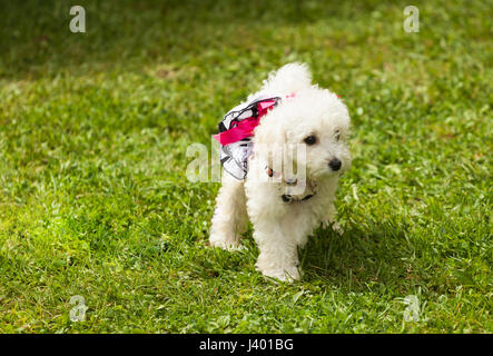 Niedlichen kleinen Welpen Pudelhund im grünen Rasen im Park. Stockfoto