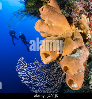 Taucher, die eine Tiefe, senkrechte Korallenwand erkunden Stockfoto