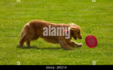 Golden Retriever fangen Frisbee zu spielen, auf dem grünen Rasen. Stockfoto