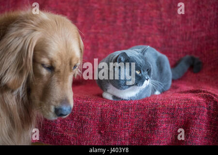 Britisch Kurzhaarkatze und Golden Retriever Stockfoto