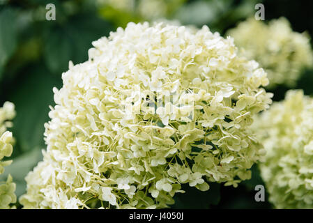 Hortensie ist ein Schneeball geformt Blume, die sieht aus wie ein weißes Zuckerwatte auf einem Stock. Stockfoto