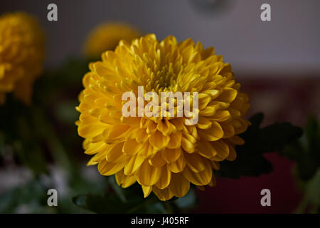 Gelbe Chrysanthemen. Zusammensetzung / ein Bouquet von gelben Chrysanthemen komponieren die Zusammensetzung. Frühling Blumen als Geschenk. Stockfoto