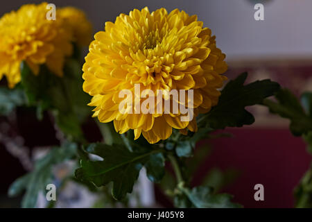 Gelbe Chrysanthemen. Zusammensetzung / ein Bouquet von gelben Chrysanthemen komponieren die Zusammensetzung. Frühling Blumen als Geschenk. Stockfoto