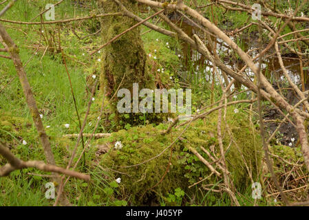 Sauerklee, Oxalis Acetosella verstreut im Wald Stockfoto