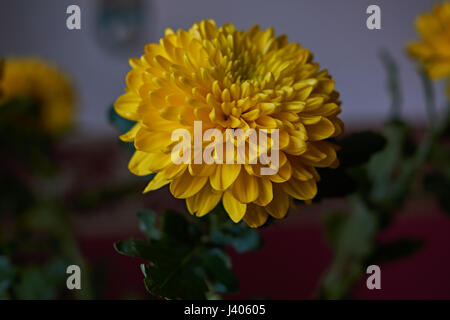 Gelbe Chrysanthemen. Zusammensetzung / ein Bouquet von gelben Chrysanthemen komponieren die Zusammensetzung. Frühling Blumen als Geschenk. Stockfoto