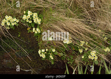 Primel, Primula Vulgaris an einem Flussufer Stockfoto