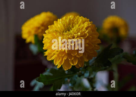 Gelbe Chrysanthemen. Zusammensetzung / ein Bouquet von gelben Chrysanthemen komponieren die Zusammensetzung. Frühling Blumen als Geschenk. Stockfoto