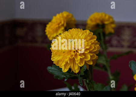 Gelbe Chrysanthemen. Zusammensetzung / ein Bouquet von gelben Chrysanthemen komponieren die Zusammensetzung. Frühling Blumen als Geschenk. Stockfoto