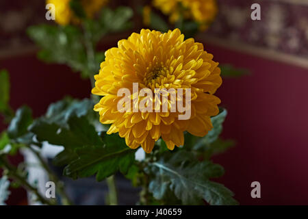 Gelbe Chrysanthemen. Zusammensetzung / ein Bouquet von gelben Chrysanthemen komponieren die Zusammensetzung. Frühling Blumen als Geschenk. Stockfoto