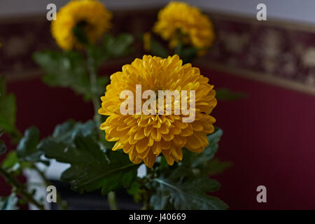 Gelbe Chrysanthemen. Zusammensetzung / ein Bouquet von gelben Chrysanthemen komponieren die Zusammensetzung. Frühling Blumen als Geschenk. Stockfoto