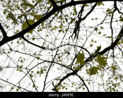 Junge Blätter der wilden Speierling, Sorbus Torminalis gegen den Himmel Stockfoto
