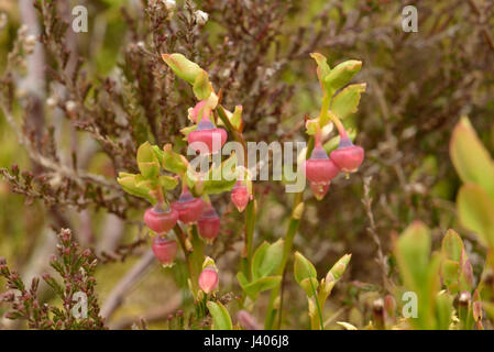 Heidelbeere, Vaccinium myrtillus Stockfoto