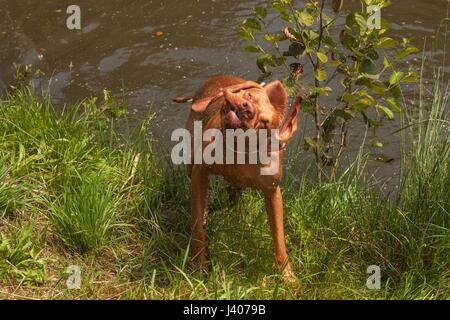 Ungarische Zeiger Wasser abschütteln. Hund Vizsla Jagd am Teich Stockfoto