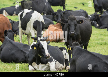 Schwarz / weiß Kühe mit Jersey Kreuze und friesische Kiwi Kreuz Milchkühe weiden am Sandbach, Cheshire. Stockfoto