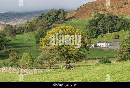 Herdwick Schafe und Blick auf Grasmere, Cumbria im Lake District. Stockfoto