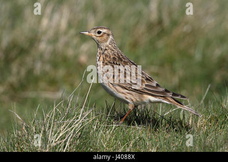 Feldlerche Alauda Arvensis, thront auf dem Boden in rauhe Weide, ein Erwachsener im Sommer Gefieder Warnung suchen. Stockfoto