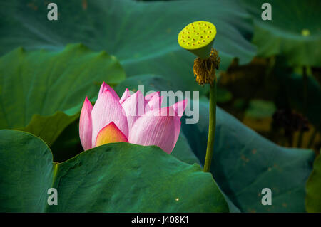 Schöne blühende Lotus Blume Closeup im Sommer Stockfoto