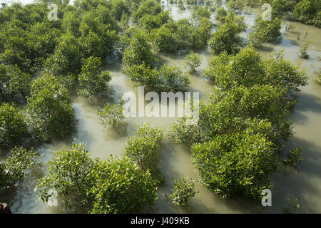 Mangrovenwald in Moheskhali Insel. Cox Bazar, Bangladesch. Stockfoto