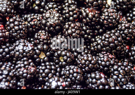 Makro Nahaufnahme von vielen reifen wilden schwarzen Brombeeren Stockfoto