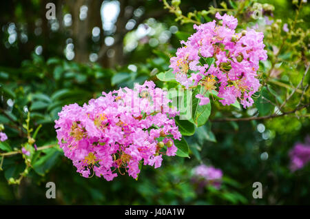 Closeup rosa lila Trauerflormyrte Blumen, auch bekannt als Lagerstroemia indica Stockfoto