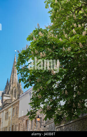 Aesculus Hippocastanum. Blütenbaum Rosskastanie in Oxford. Oxfordshire, England Stockfoto