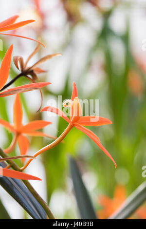 Laelia Harpophylla. Sichel Blatt Laelia. Orchidee blüht Stockfoto