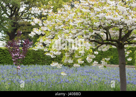 Prunus Shogetsu. Japanische blühende Kirschbäume blühen im RHS Wisley Gardens, Surrey, England Stockfoto