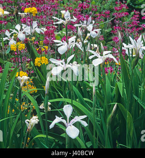 Detail einer Moor Garten Grenze mit Primeln und Iris Nahaufnahme Stockfoto