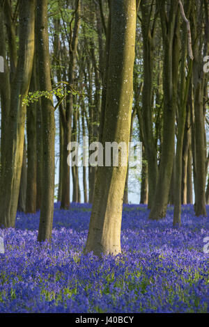 Englischen Bluebells in einem alten Buche und Eiche Holz im morgendlichen Sonnenlicht. Oxfordshire, England Stockfoto