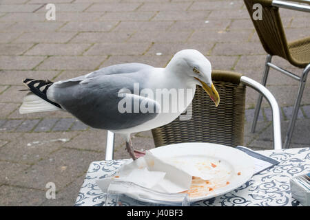 Nahaufnahme Detail eine hungrige Möwe auf einer Café-Tisch Essensreste von einer Platte zu stehlen. Teignmouth, Devon, England. Stockfoto