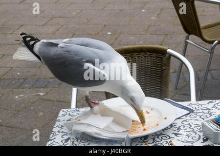 Nahaufnahme Detail eine hungrige Möwe auf einer Café-Tisch Essensreste von einer Platte zu stehlen. #2; Teignmouth, Devon, England. Stockfoto