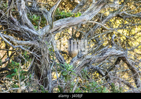 Nahaufnahme der Gartendeko Chhamaea Fasciata Vogel im Torrey Pines, California Stockfoto