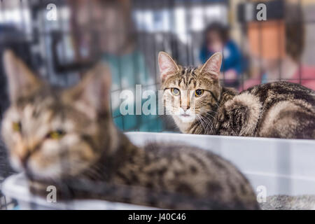 Zwei junge Katzen in einen Käfig für die Annahme Stockfoto