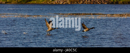 Panorama-Bild der beiden Kanadagans (Branta Canadensis) über einen See fliegen Stockfoto