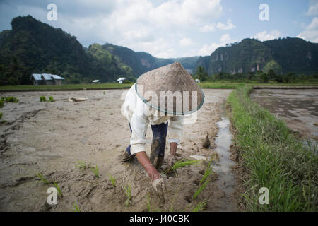 Eine weibliche Reis Feldarbeiter Pflanzen Reis, Harau Tal, Indonesien. Stockfoto