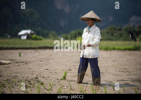 Eine weibliche Reis Feldarbeiter Pflanzen Reis, Harau Tal, Indonesien. Stockfoto