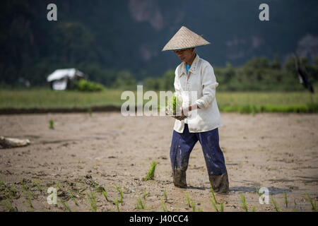 Eine weibliche Reis Feldarbeiter Pflanzen Reis, Harau Tal, Indonesien. Stockfoto