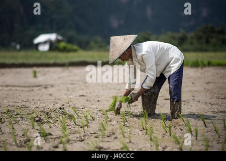 Eine weibliche Reis Feldarbeiter Pflanzen Reis, Harau Tal, Indonesien. Stockfoto