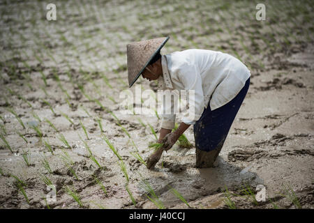 Eine weibliche Reis Feldarbeiter Pflanzen Reis, Harau Tal, Indonesien. Stockfoto