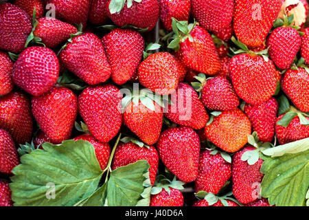 Hintergrund aus erntefrischen Erdbeeren direkt über Stockfoto