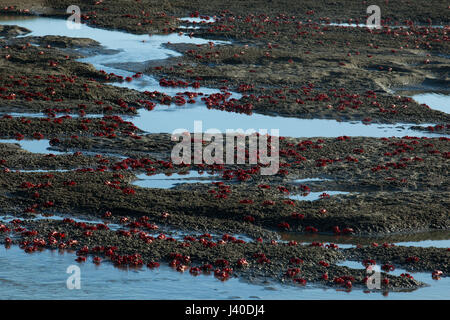 Rote Krabbe am Meeresstrand von Himchari in Cox Bazar, Bangladesch Stockfoto