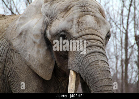 Porträt eines Elefanten in Gefangenschaft in einem Zoo. Stockfoto