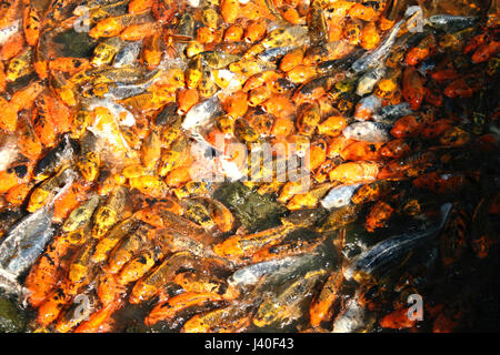 Masse von Koi und Goldfische schwimmen Stockfoto