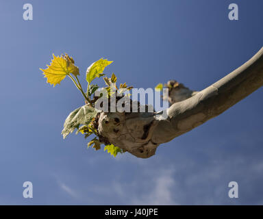 Neue Blätter wachsen von Beschneidung genannt Pollarding Stockfoto
