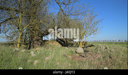 Zerstörten megalithischen Grab in der Nähe von Brutto Zastrow in Deutschland. Stockfoto