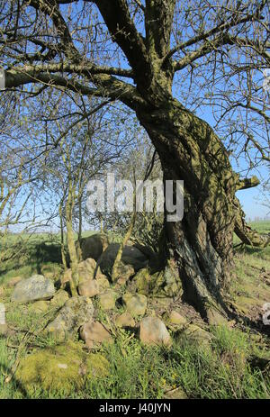 Zerstörten megalithischen Grab in der Nähe von Brutto Zastrow in Deutschland. Stockfoto