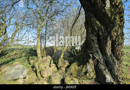 Zerstörten megalithischen Grab in der Nähe von Brutto Zastrow in Deutschland. Stockfoto