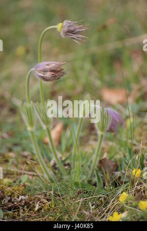 Pulsatilla Vulgaris (Gemeinsame Kuhschelle oder Dänen Blut). Stockfoto