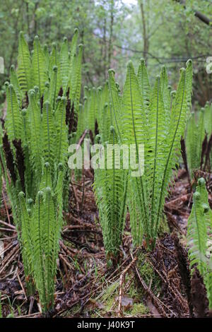 Matteuccia Struthiopteris (Trivialname ist Ostrich Fern). Stockfoto